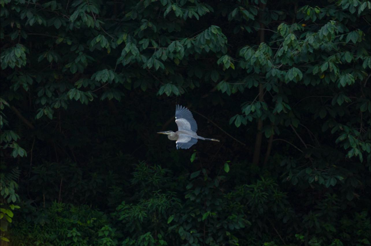 bird